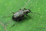 Ground beetle - bembidion levettei 1 m10