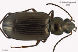 Ground beetle - Bembidion honestum 1 m12