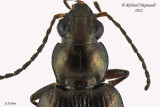 Ground beetle - Bembidion honestum 2 m12