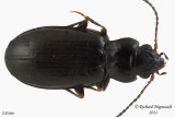 Ground beetle - Tachyta angulata 1 m11