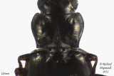 Ground beetle - Tachyta angulata 2 m11