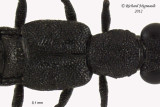 Rove Beetle - Stenus, Subgenus Stenus sp2 2 m12
