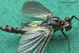 Pronggilled Mayfly - Leptophlebia sp2b m12