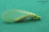 Green Lacewing - Meleoma signoretti 1 m12