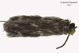 Microcaddisfly Hydroptilidae sp1 m12