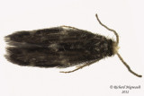 Microcaddisfly Hydroptilidae sp2 m12