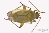 Plant bug - Parapsallus vitellinus m12