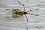 Limoniid Crane Fly - Limnophila rufibasis m12