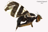 Fruit Fly - Rhagoletis tabellaria 1 m12