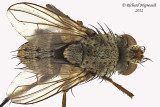Tachinidae - Siphona sp1 2 m12