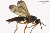 Rust Fly - Loxocera cylindrica 1 m12