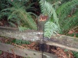 DNWR Fence Condition Upland Pedestrian Trail 2u