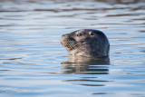 Elkhorn Slough