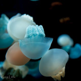 Monterey Bay Aquarium