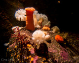 Monterey Bay Aquarium