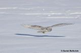 Harfand des neiges