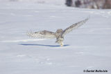 Harfand des neiges