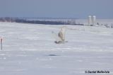 Harfand des neiges
