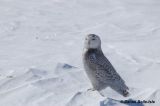 Harfand des neiges