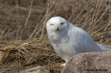 Harfang des neiges