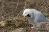 Harfang des neiges