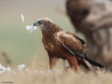 Marsh Harrier