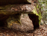 Pachyderm Arch