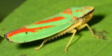 Graphocephala coccinea or fennahi