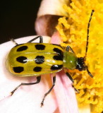 Beetles : Coleoptera
