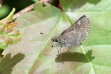 Pepper-and-Salt Skipper
