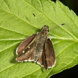 Pepper-and-Salt Skipper