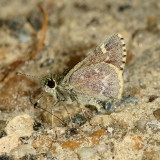 Pepper-and-Salt Skipper