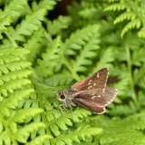 Pepper-and-Salt Skipper
