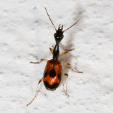 Colliuris pensylvanica