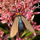 Hodges#8267  * Yellow-collared Scape Moth * Cisseps fulvicollis