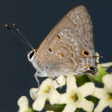 Mallow Scrub-Hairstreak