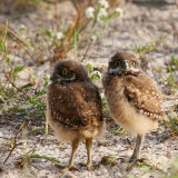 Burrowing Owlets