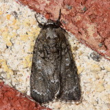 Hodges#9251 * Retarded Dagger Moth * Acronicta retardata