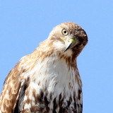 Red-tailed Hawk