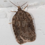 Hodges#3563.97 * Acleris sp. * Unidentified Acleris Moths