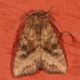 Hodges#9454 * Veiled Ear Moth * Loscopia velata