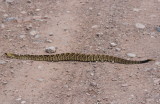 Black-tailed Rattlesnake