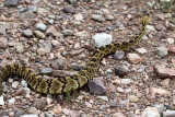 Black-tailed Rattlesnake