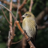 White-winged Crossbill ♀