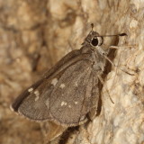 Sheep Skipper