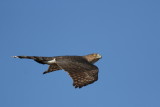 Coopers Hawk