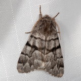 Hodges#9182 * Eastern Panthea * Panthea furcilla