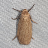 Hodges#8045.1 * Pale Lichen Moth * Crambidia pallida
