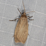 Hodges#8045.1 * Pale Lichen Moth * Crambidia pallida