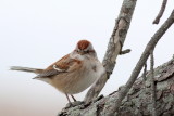 American Tree Sparrow